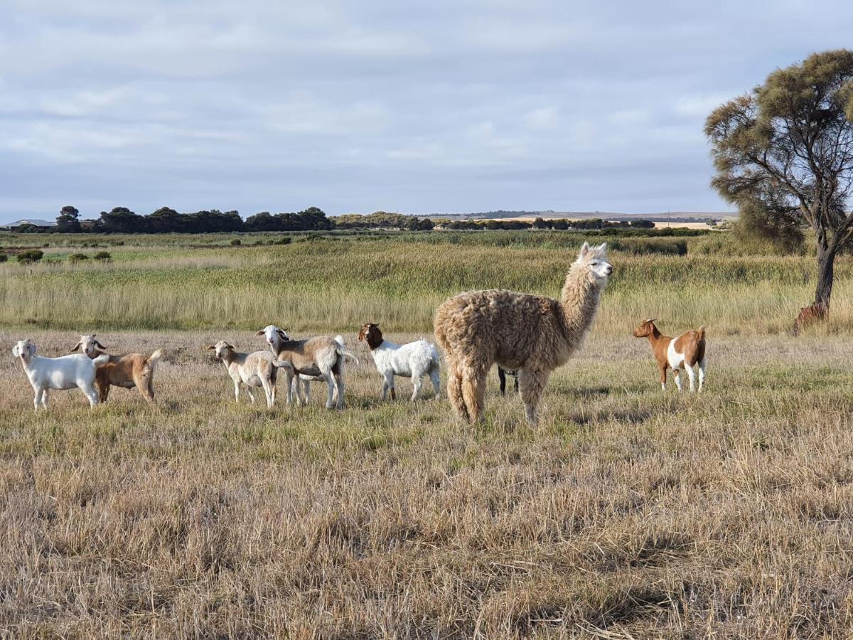 Coorong Island Retreat - Farm Stay At Pet Friendly Property Meningie Exterior photo