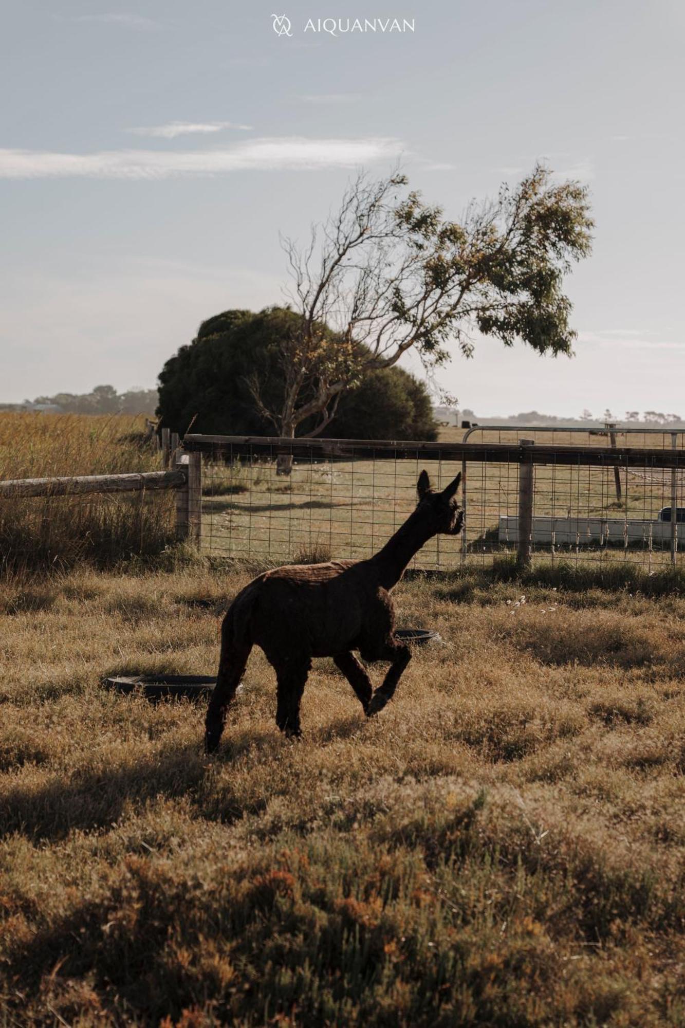 Coorong Island Retreat - Farm Stay At Pet Friendly Property Meningie Exterior photo